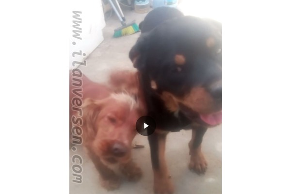 English coccer Dişi köpek