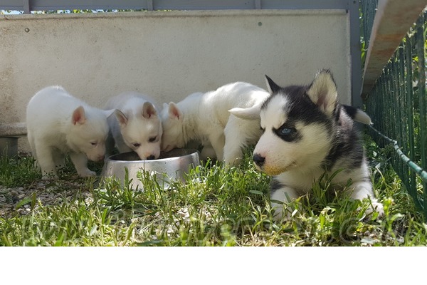 köpek Husky fiyatları