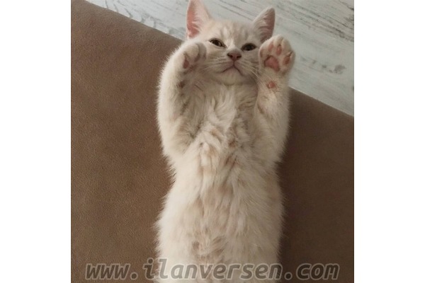 British shorthair ilanları