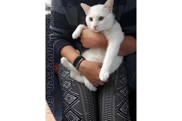 Demirkapı Mah. kedi ilanı