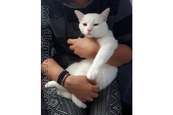 Demirkapı Mah. kedi ilanı