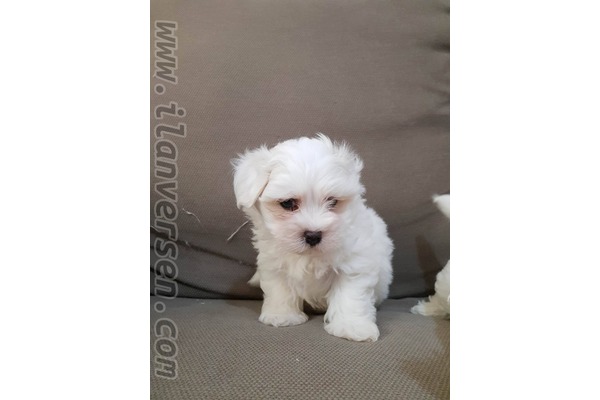 Maltese terrier Sahibinden 1 TL