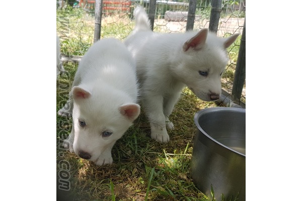Karaoğlan Mah. köpek ilanı