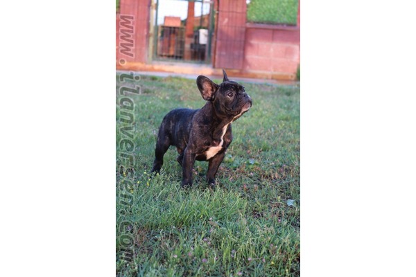 French bulldog Çengelköy Mah.