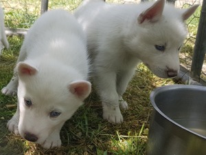 beyaz husky yavruları Husky yaş 0-3 Aylık Karaoğlan Mah.