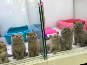 british shorthair ankara