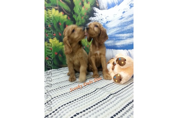 American coccer Dişi ve Erkek köpek