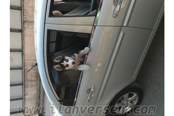 Çınar Mah. köpek ilanı ver