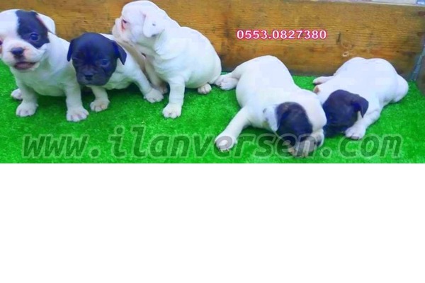 köpek French bulldog fiyatları