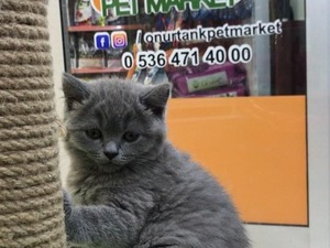 Balat Mah. kedi ilanı ver
