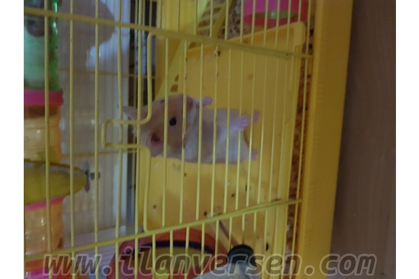 hamster ilanları