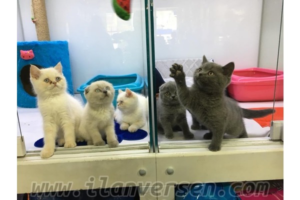 British shorthair 0-3 Aylık Ayrancı Mah.