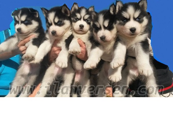 Cankurtaran Mah. köpek ilanı