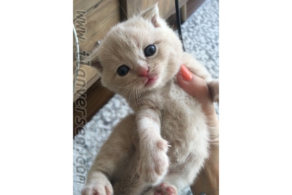 Scottish fold 1100 TL Esenyalı Mah.