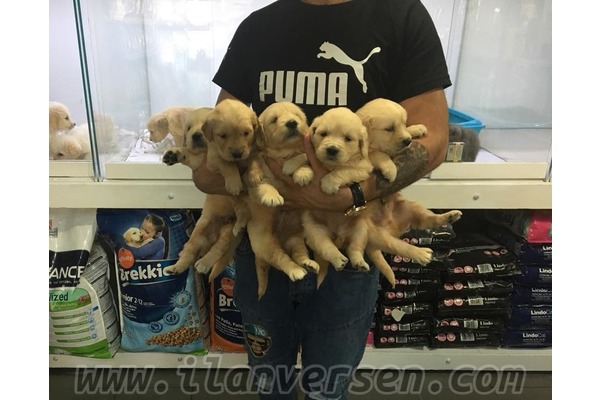 Ayrancı Mah. köpek fiyatları