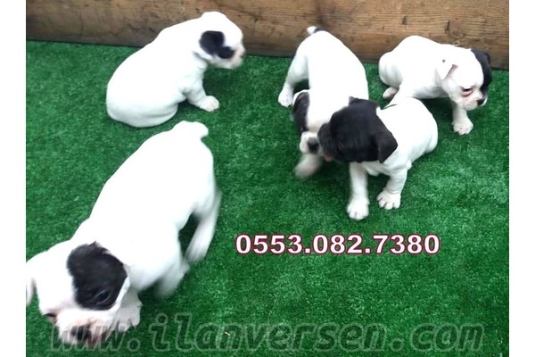 French bulldog köpek Bornova