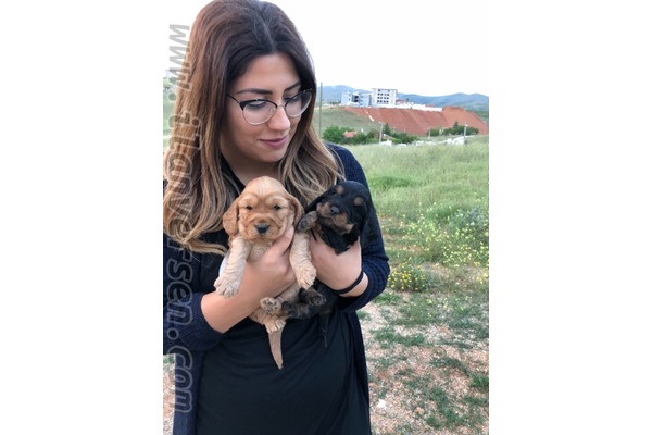 Dişi ve Erkek Sahibinden Kervansaray Mah.