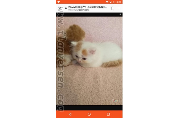 Scottish fold ilanları
