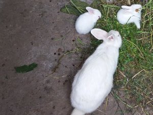 satılık tavşan yavrusu Canbalı Mah. tavşan ilanı