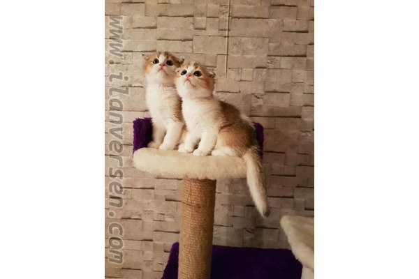 Çengelköy Mah. kedi ilanları