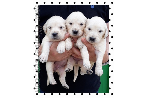 Golden retriever yaş 0-3 Aylık