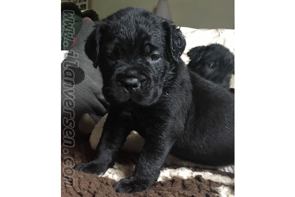 Bağbaşı Mah. köpek fiyatları
