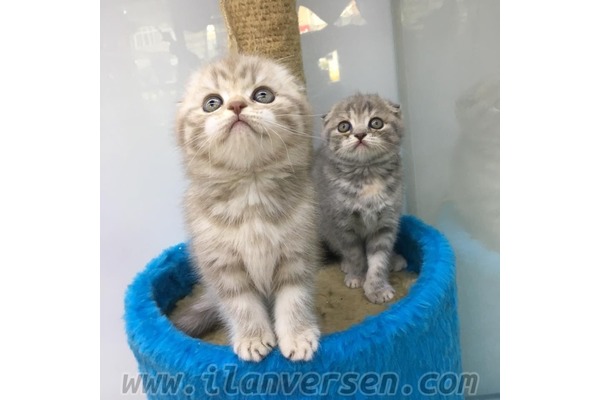 Scottish fold Sahibinden 1 TL