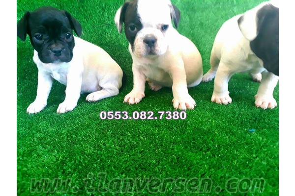 köpek ilanlari Gürpınar Mah.