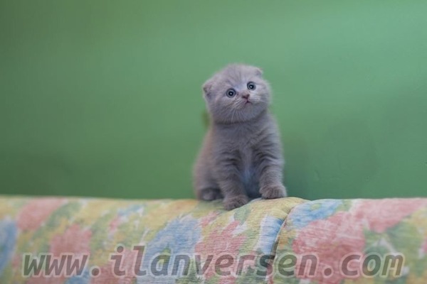 Scottish fold Dişi ve Erkek Fevzi Çakmak Mah.