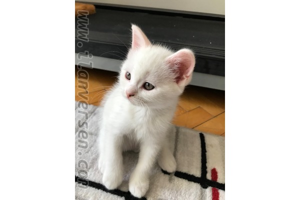 Scottish fold 0-3 Aylık Nergiz Mah.