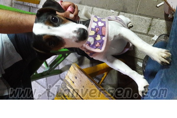 Jack Russel terrier Dişi Hacı Yusuf Mah.