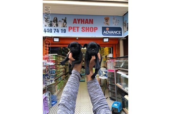 Kızılay Mah. köpek ilanları