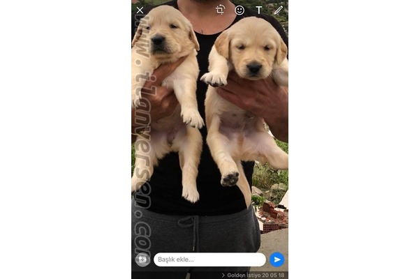 köpek Golden retriever fiyatları