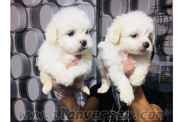 Maltese terrier Kızılay Mah.
