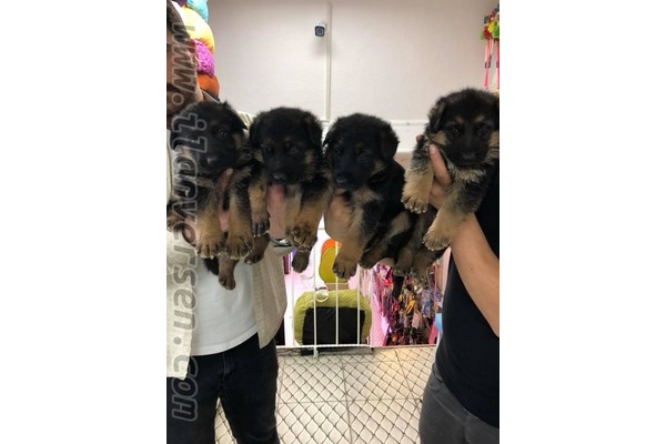 köpek ilanlari Kızılay Mah.