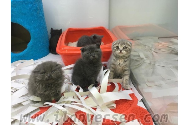Scottish fold 0-3 Aylık Ayrancı Mah.