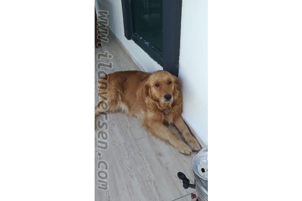 Mansuroğlu Mah. Golden retriever ilanları