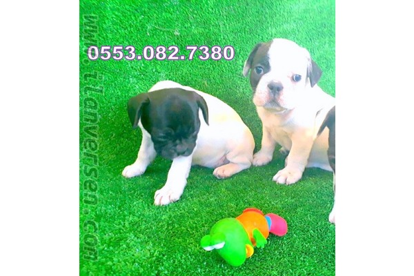 French bulldog Dişi ve Erkek köpek