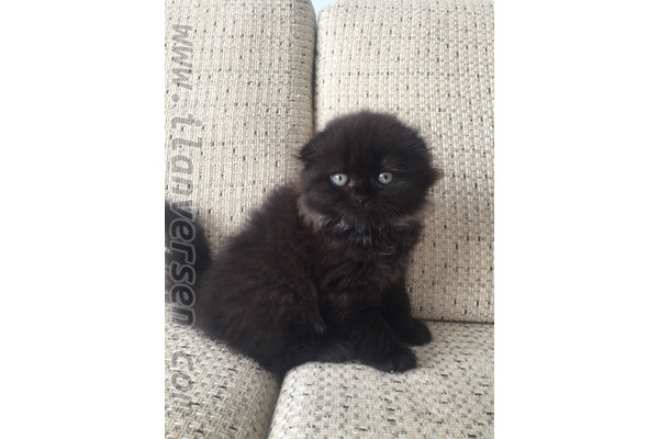 kedi ilanlari Başak Mah.