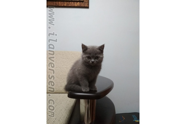 British shorthair 0-3 Aylık