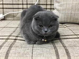  Scottish fold Dişi kedi