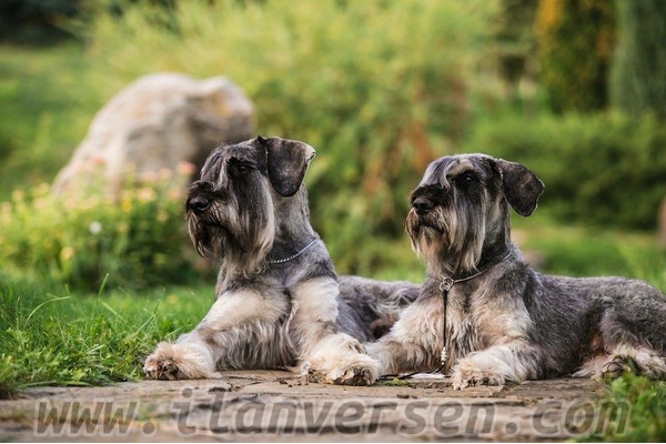 Schnauzer 1 TL Çengelköy Mah.