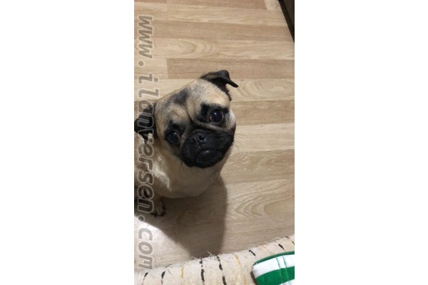 Pug 1500 TL 28 Haziran Mah.
