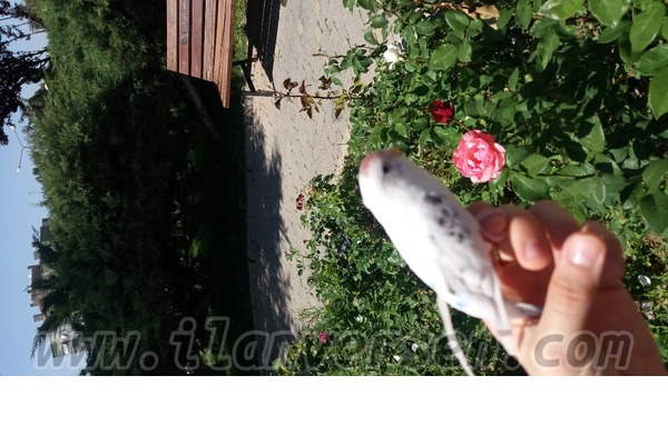 Yerli muhabbet kuşu ilanları