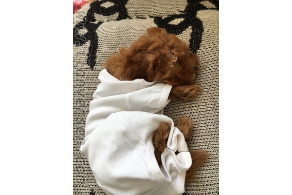 Poodle köpek Esenyurt
