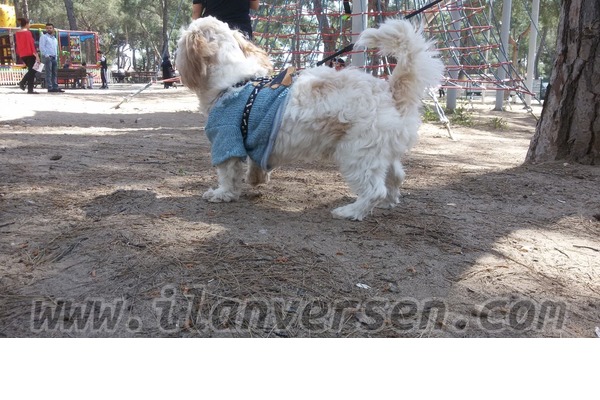 Maltese terrier yaş 1