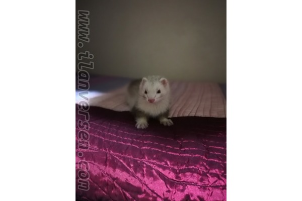 3 aylık Ferret yavrumuz ücretli olarak sahiplendireceğim