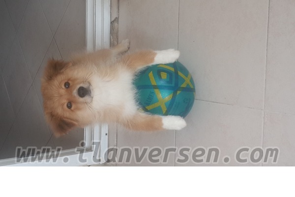 Erkek köpek Toros Mah.