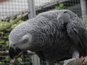 Afrika gri papağanı / jako papağanı ilanı