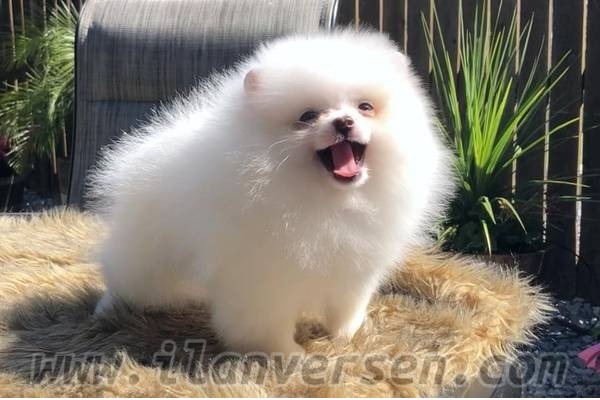Pomeranian yeniden inşası